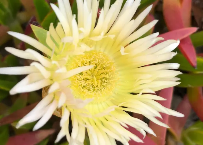 Beachfront Costa Nova Villa - 3 Bedroom Apartment